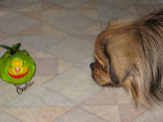 pozorování peří ptáků pozorování peří ptáků