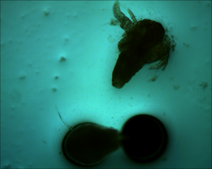 laboratorní práce z biologie pro 6. ročník 1