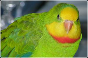 podívejte se webkamerou do ptačího hnízda