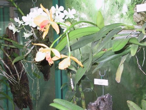 a zase orchideje - pokaždé jiné a&nbsp;všechny jsou krááááááááásnééééééé